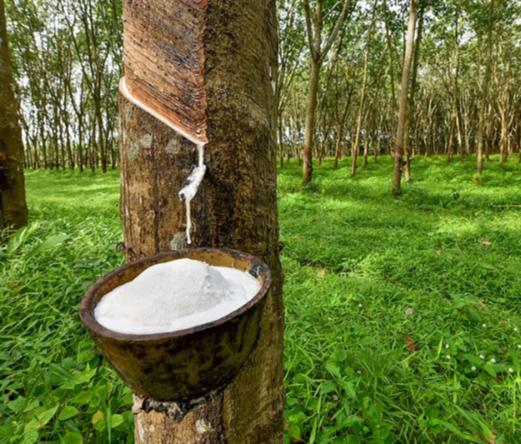 Description de l'image 4